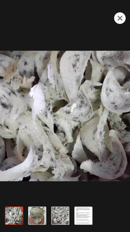 Sarang Burung Walet Mangkok Asli