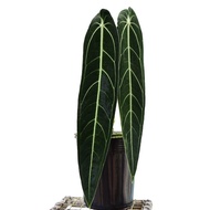 Anthurium Warocqueanum Dark Form(Queen)XL Size(A+)