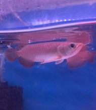 Arowana Super Red Ikan Kelisa Live Fish Aquarium红龙