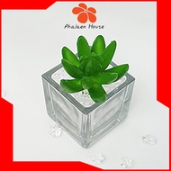 ไม้อวบน้ำปลอม กุหลาบหินเขียวสดนิ้วมือ / แคคตัส (Cactus) - เฉพาะต้นไม้ไม่รวมแจกัน