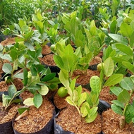 Bibit Jeruk Lemon California Kondisi Berbuah