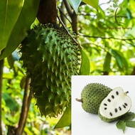 Berjaya Plant Nursery - Pokok Durian Belanda/Annona Muricata/Soursop(Pokok Buah Hidup/Buah-buahan/Real Live Fruit Tree)