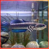 [ORIGINAL] Channa blue pulchra 10 11 cm single tank predator fish