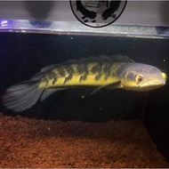 ikan channa 10-14 cm maru yellow sentarum (red eye ) chana ys paket 5 ekor