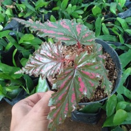 tanaman hias begonia Rex walet | begonia