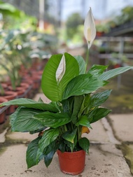 Peace Lily - Beautiful, Fuss-Free White Flower Plant