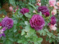 Bibit Bunga Mawar Rambat Ungu-Benih Bunga Mawar Rambat Ungu-Biji Bunga Mawar Rambat Ungu / Climbing Rose Ungu / Bunga Mawar Ungu / Bunga Mawar Rambat / Bunga Mawar / Benih Bunga Mawar Rambat Ungu / Biji Bunga Mawar Rambat Ungu / COD