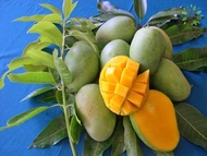 Berjaya Plant Nursery - Pokok Mangga Harumanis Hybrid(Pokok Buah Hidup/Buah-buahan/Real Live Fruit Tree)