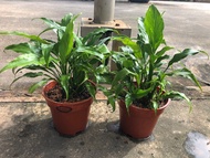[Pack of 2] [Air Purifier Plant] [Indoor Plant] Spathiphyllum wallisii (Peace Lily)