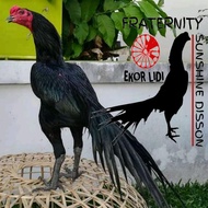 telur ayam ekor lidi bangkok
