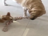 พร้อมส่ง--+สุด ในประเทศไทย ของเล่นสุนัข ของเล่นสัตว์เลี้ยง ของเล่นสัตว์เลี้ยง ของเล่นสุนัข ของเล่นสุนัขใหญ่ ของเล่นห เชือกของเล่นสุนัข ลดราคาถูกสุด ของเล่น ของเล่นแมว ของเล่นแมวโต แมวเด็ก ของเล่นสัตว์เลี้ยง กรง ลัง เป้ อุปกรณ์สัตว์เลี้ยง อาหาร