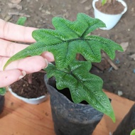 Alocasia Jacklyn