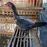 Betina Pakhoy Line Ayam Import
