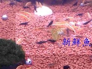 ~新鮮魚水族館~實體店面 螯蝦飼料 綠米蝦 金背黃金 黃金米蝦 雪球蝦