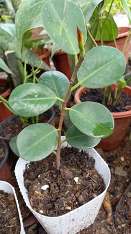 Ficus