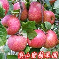 福壽山蜜蘋果,9A10台斤一箱-單果4.8兩-5.5兩-梨山蜜蘋果產季-11-12月