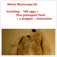15k Moina rocopa kit (Water Flea) Live Fish Food for Hatching and Culture Suitable for Feed Betta Fish