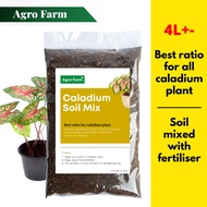 Agro Farm Premium Caladium Soil Mix / Soil for plants / Aroid Soil Mix / Tanah Keladi 4L+-