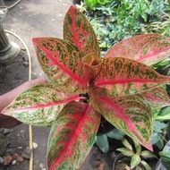 Tanaman Hias Aglonema Widuri - Aglaonema murah