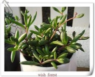 WISH FOREST【多肉植物。黃花新月】紅紫色的走莖。和弦月是好朋友~垂吊植物~~