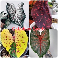 [Fast Delivery] Rare Caladium Seeds for Planting (100 seeds/pack, Mixed Color, Easy To Grow) - Flower Seeds Malaysia Caladium Leaf Plant Bonsai Seed Potted Plants Indoor Outdoor Real Live Plant Garden Flower Plant Seed Gardening Deco Benih Pokok Bunga