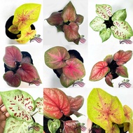 [Live Plant] Caladium Bicolor Houseplant Pot Size 140mm, Keladi Warna Mix Series 3 by LS Group