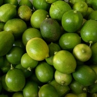 Benih Jeruk Lemon Lokal - Bibit Jeruk Lemon Lokal - Biji Jeruk Lemon Lokal -Buah Jeruk Lemon - Benih tanaman Biji Buah Lemon Lokal - Bibit Pohon Biji Buah Lemon Lokal - Biji Biji Buah Lemon Lokal - Biji Buah Jeruk Lemon Lokal - COD