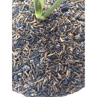 Special Mixed Soil for Caladium/Colocasia.