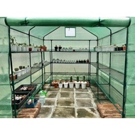 Greenhouse cactus