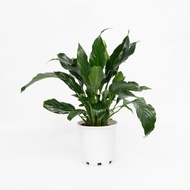 Peace lily Plant - Spathiphyllum Montanum - Fresh Gardening Indoor Plant Outdoor Plants for Home Garden Fresh Live Plant