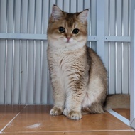 kucing british shorthair golden ped wcf import ny11