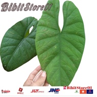 Alocasia Bisma