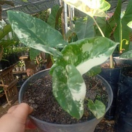 Alocasia sente varigata