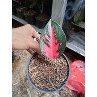 Aglonema suksom jaipong stang pendek culture - aglonema suksom mangkok
