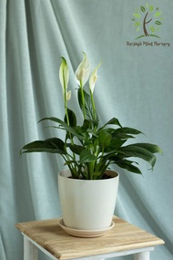 Berjaya Plant Nursery - Peace lily/Spathiphyllum Mojo(Pokok Bunga Hidup/Pokok Hiasan Dalam Rumah/Real Live Indoor Plant)