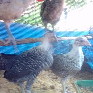 Ayam Arab betina Remaja