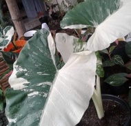 tanaman hias alokasia varigata/sente varigata