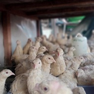 puyuh albino remaja