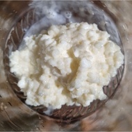 [Free SG Delivery] 1 tablespoon Milk Kefir Grains | Make Your Own Kefir Milk | Kefir Starter