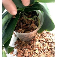 Orchid potting mix orchid bark pine bark Aroid mix good drainage  monstera caladium succulents Mediterranean herb