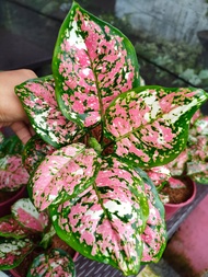 Aglaonema Tricolor with FREE white plastic pot, pebbles and garden soil (Live plant and Indoor plant)