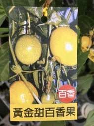 🙏 黃甜百香果 黃金甜百香果 黃金百香果 金黃百香果 百香果樹 百香果苗 百香果樹苗 黃皮百香果 甜百香 路邊攤俱樂部