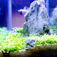 Aquascape Aquarium 15X15X20 Custom
