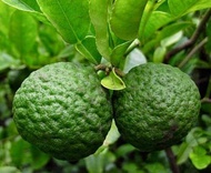 Bibit Jeruk Limau-Benih Jeruk Limau-Biji Jeruk Limau-Buah Jeruk Limo - Limau - Bibit Tanaman Buah Jeruk Limo-Limau - Biji Buah Jeruk Limo-Limau - Buah Jeruk Limo - Jeruk Limau - Biji Jeruk Limo - COD