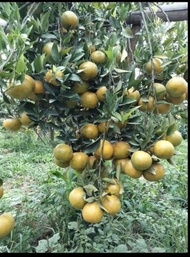 Bibit Jeruk Santang Madu Sudah Berbuah
