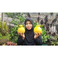 Bibit Jeruk Dekopon
