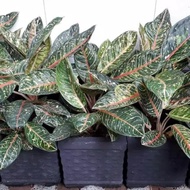 aglaonema donacarmen - aglaonema - aglonema donacarmen - aglonema