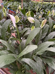 Spathiphyllum wallisii Peace lily美酒百掌花 0.7m height real live plant free extra organic fertilizer 0.5kg free organic soil 3kg free doorstep delivery