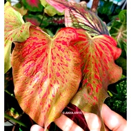 DAU PEANG DIN CALADIUM THAI LIVE PLANT or BULB CUTTING 彩叶芋植物 或切片