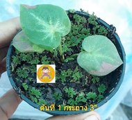 ชายชล บอนสีต้นขนาดเล็กและกลาง ป้ายแล้วทุกต้น แข็งแรงทุกต้น ไม่ต้องลุ้นงอกลุ้นป้าย นำไปปลูกลงกระถางสวยๆได้เลย